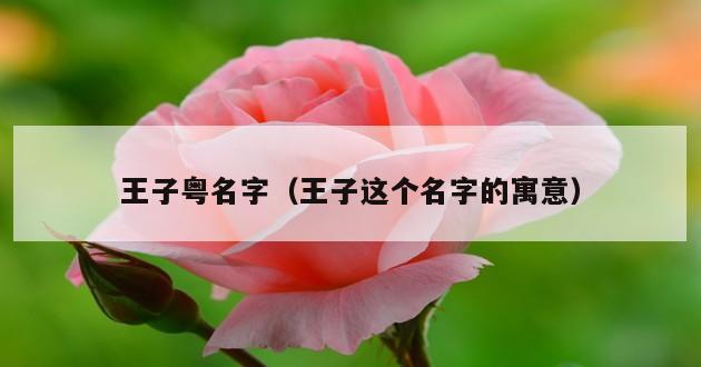 王子粤名字（王子这个名字的寓意）