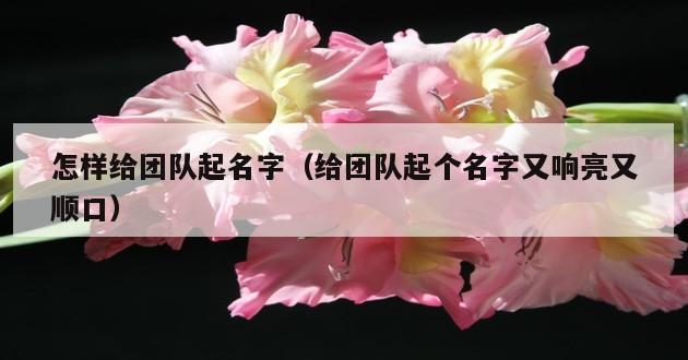 怎样给团队起名字（给团队起个名字又响亮又顺口）