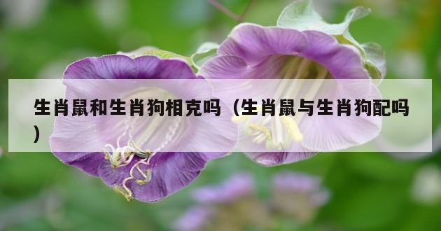 生肖鼠和生肖狗相克吗（生肖鼠与生肖狗配吗）