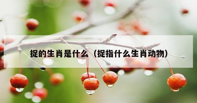 捉的生肖是什么（捉指什么生肖动物）