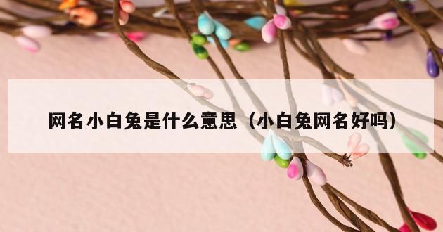 网名小白兔是什么意思（小白兔网名好吗）