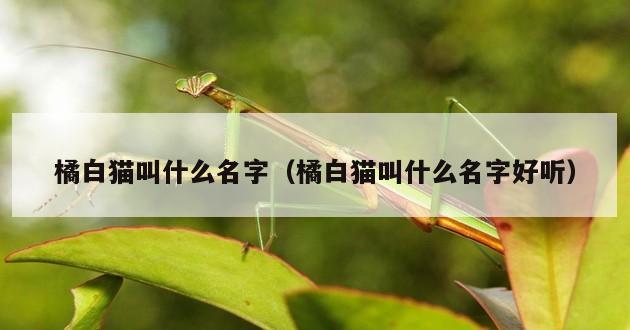 橘白猫叫什么名字（橘白猫叫什么名字好听）