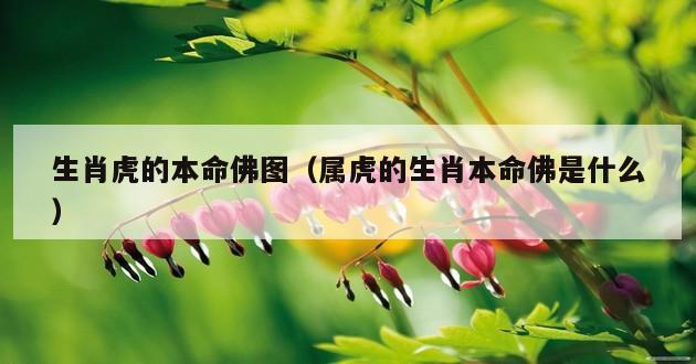 生肖虎的本命佛图（属虎的生肖本命佛是什么）