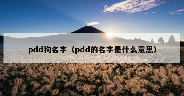 pdd狗名字（pdd的名字是什么意思）