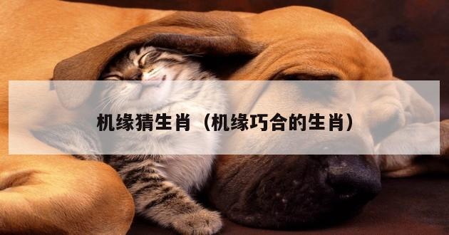 机缘猜生肖（机缘巧合的生肖）