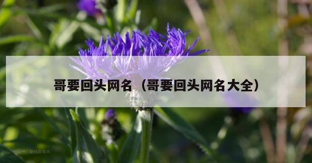 哥要回头网名（哥要回头网名大全）