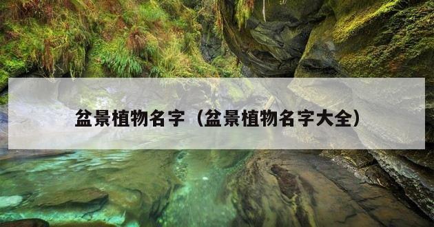 盆景植物名字（盆景植物名字大全）