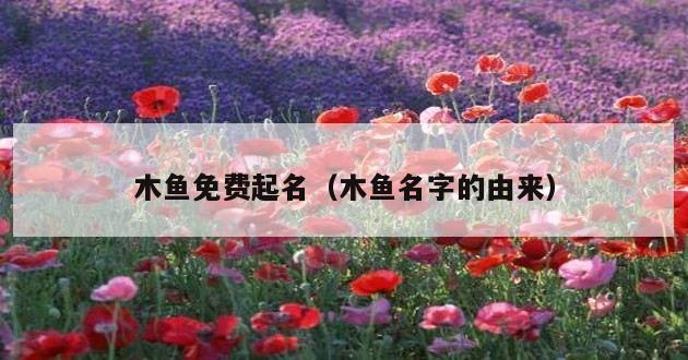 木鱼免费起名（木鱼名字的由来）