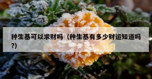 种生基可以求财吗（种生基有多少财运知道吗?）