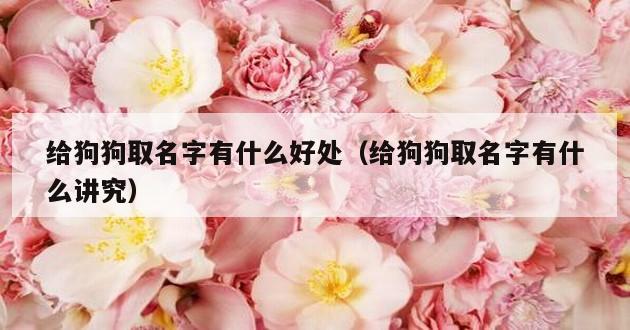 给狗狗取名字有什么好处（给狗狗取名字有什么讲究）