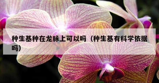 种生基种在龙脉上可以吗（种生基有科学依据吗）