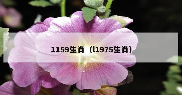 1159生肖（l1975生肖）