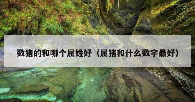 数猪的和哪个属姓好（属猪和什么数字最好）