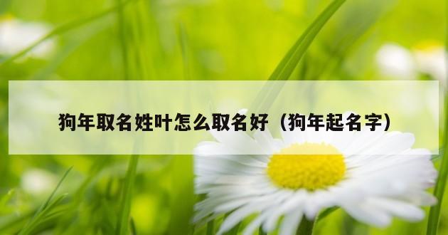 狗年取名姓叶怎么取名好（狗年起名字）