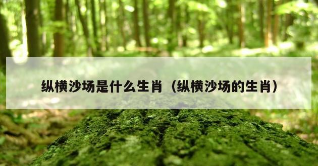 纵横沙场是什么生肖（纵横沙场的生肖）