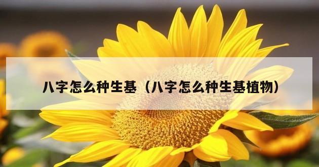 八字怎么种生基（八字怎么种生基植物）