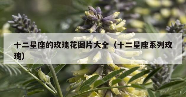 十二星座的玫瑰花图片大全（十二星座系列玫瑰）