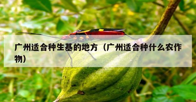 广州适合种生基的地方（广州适合种什么农作物）